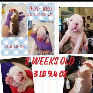 Meet your Posher, George